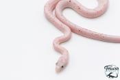 Serpent des blés - Pantherophis guttatus Palmetto