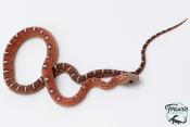 Serpent des blés - Pantherophis guttatus Scaleless