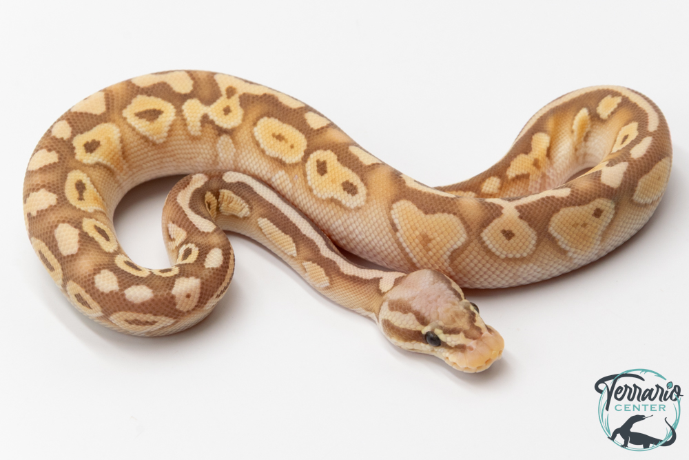 Python royal - Python regius Banana Butter Pastel
