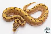 Python royal - Python regius Stinger Bee Hypo
