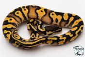Python royal - Python regius Pastel Orange Dream  
