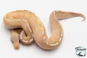 Python royal - Python regius Banana Pastave GHI 