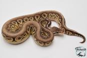 Python Royal - Python regius Pewter