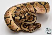 Python royal - Python regius Woma Pastel