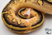 Python royal - Python regius Piebald Pastel