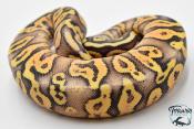 Python royal - Python regius Super Pastel Yellow Belly