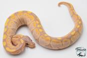 Python royal - Python regius Banana