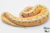 Python royal - Python regius Spinner Blast