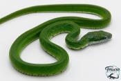 Gonyosoma coeruleum -  Serpent ratier vert - NC 2025