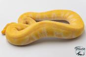 Python royal - Python regius Albinos Chocolat