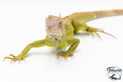 Iguana iguana - Iguane Vert juvénile (vert, lime green, rouge ou bleu)