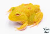 Ceratophrys cranwelli - Grenouille cornue de Cranwell Pikachu