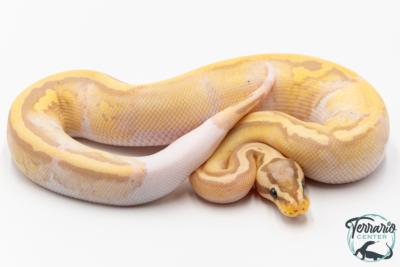 Python royal - Python regius Banana Pastel Piebald