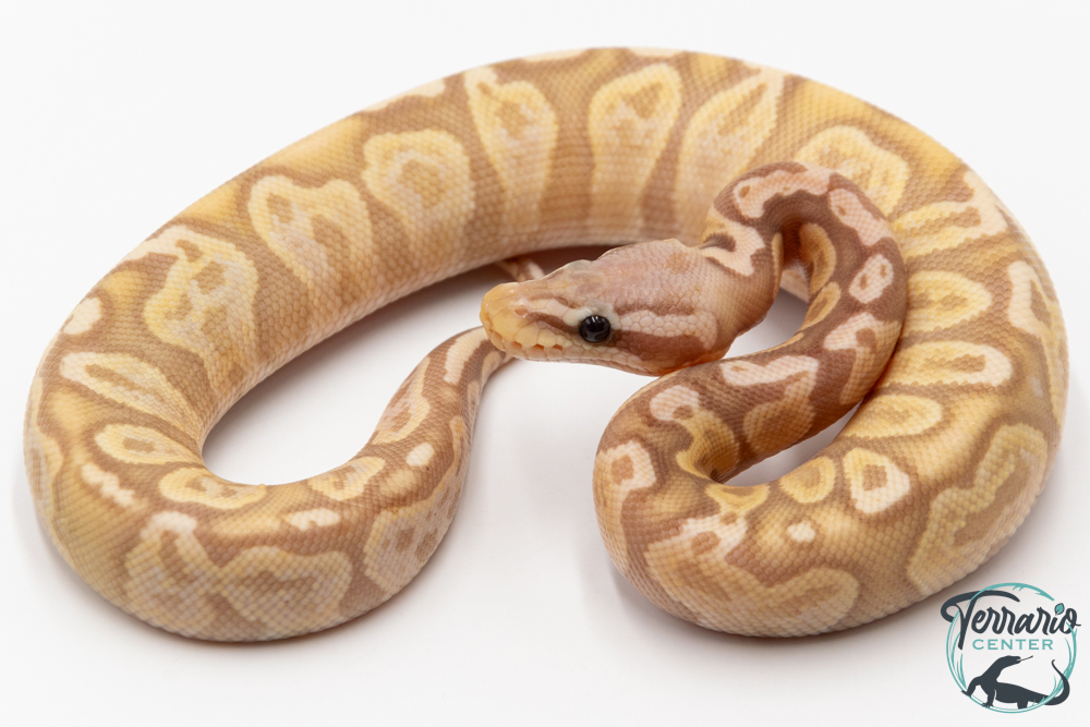 Python royal - Python regius Banana Pastel GHI 