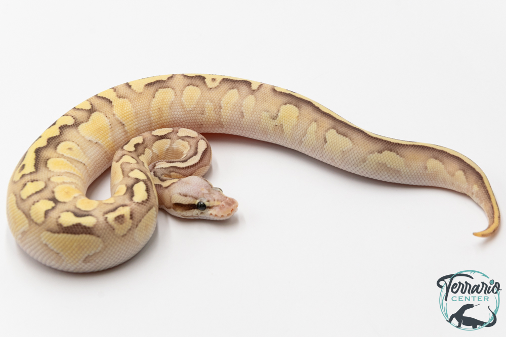 Python royal - Python regius Firefly Butter 