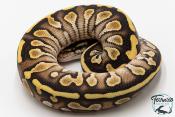 Python royal - Python regius Butter Yellow Belly