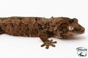 Mniarogekko chahoua - Gecko mousse - Grande Terre - NC 2025 -Femelle 07