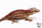 Rhacodactylus auriculatus - Gecko gargouille - NCUE 2025 - Femelle 01