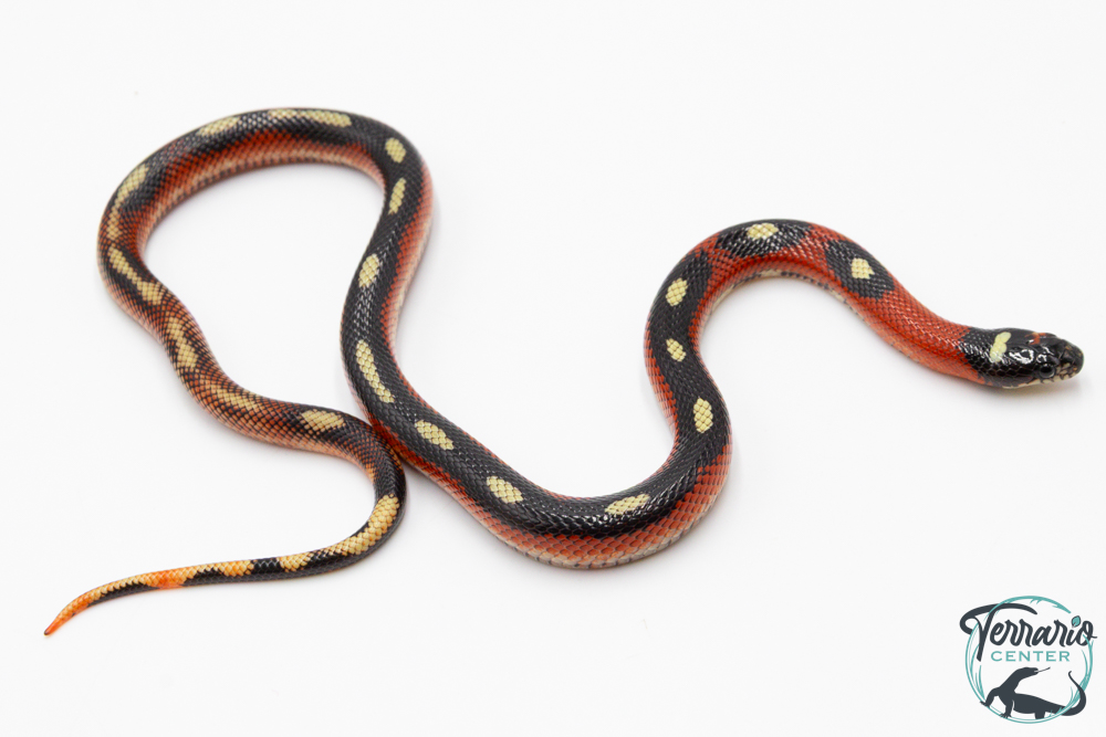 Faux corail de Sinaloa - Lampropeltis triangulum sinaloae "Splotched" 