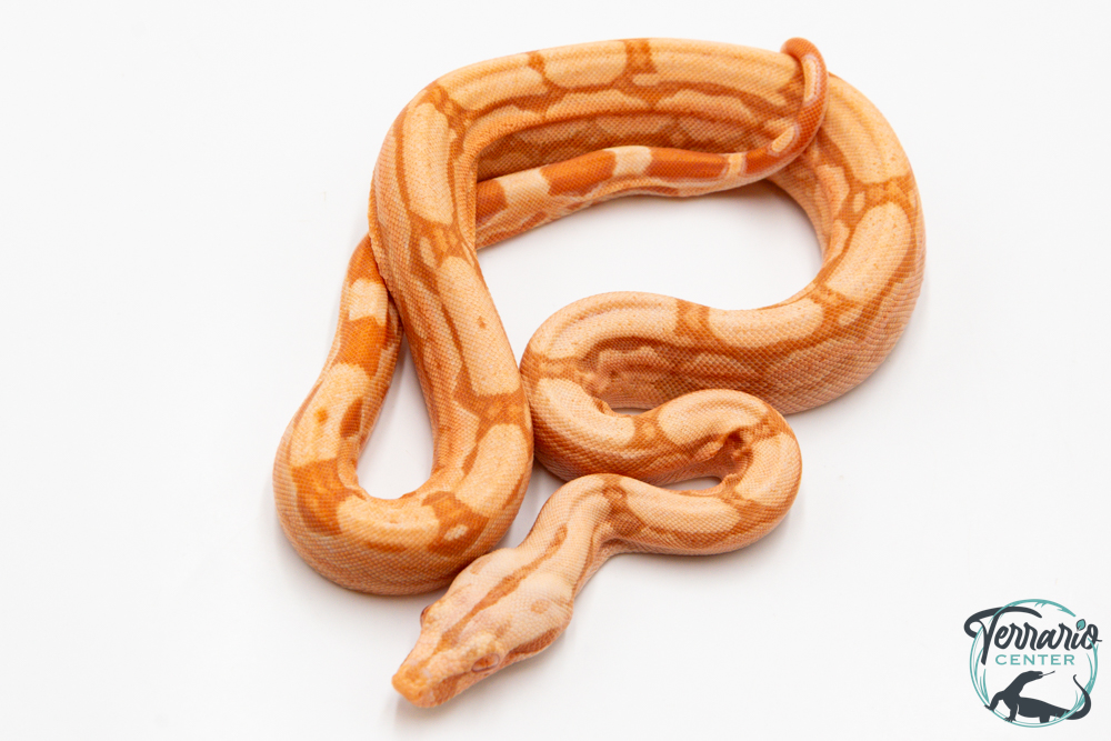 Boa constricteur - Boa imperator Arabesque Albinos Kahl Jungle