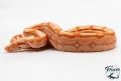Boa constricteur - Boa imperator Arabesque Junglow Kahl 