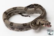 Boa constricteur - Boa imperator Jungle 