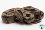 Boa constricteur - Boa imperator Mandarine Belly 