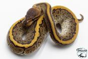 Python royal - Python regius Phantom Pinstripe