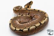 Python royal - Python regius Spider