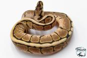 Python royal - Python regius Spider Yellow Belly