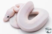 Python royal - Python regius Super Fire