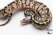 Python royal - Python regius Super Pastel