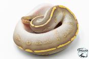Python royal - Python regius Stranger Butter Hypo