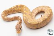 Python royal - Python regius Banana Pastel NCUE 2026
