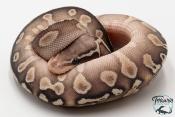 Python royal - Python regius GHI Butter Special