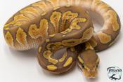Python royal - Python regius Butter Hypo