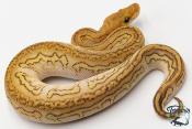 Python royal - Python regius Stranger Lesser Clown