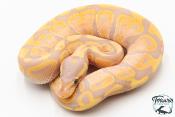 Python royal - Python regius Banana