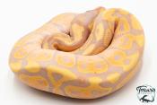 Python royal - Python regius Banana