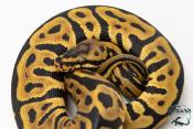 Python royal - Python regius Enchi Leopard Spotnose