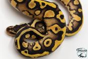 Python royal - Python regius Leopard Pastel Yellow Belly