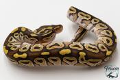 Python royal - Python regius Mojave