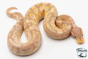 Python royal - Python regius Banana Cinnamon Paradoxe