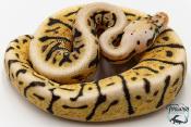 Python royal - Python regius Bumblebee GHI