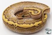 Python royal - Python regius Butter Pinstripe