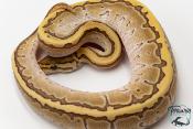 Python royal - Python regius Butter Pinstripe