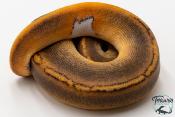 Python royal - Python regius Champagne Black Pastel