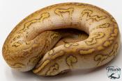 Python royal - Python regius Stranger Lesser Clown