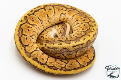 Python royal - Python regius Lemon Blast Yellow Belly