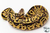 Python royal - Python regius Leopard Pastel Spotnose